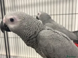 Parrots birds Hand Reared Baby African Greys - Advert 2