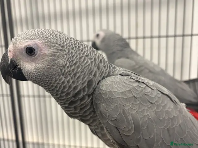 Parrots birds Hand Reared Baby African Greys - Advert 2