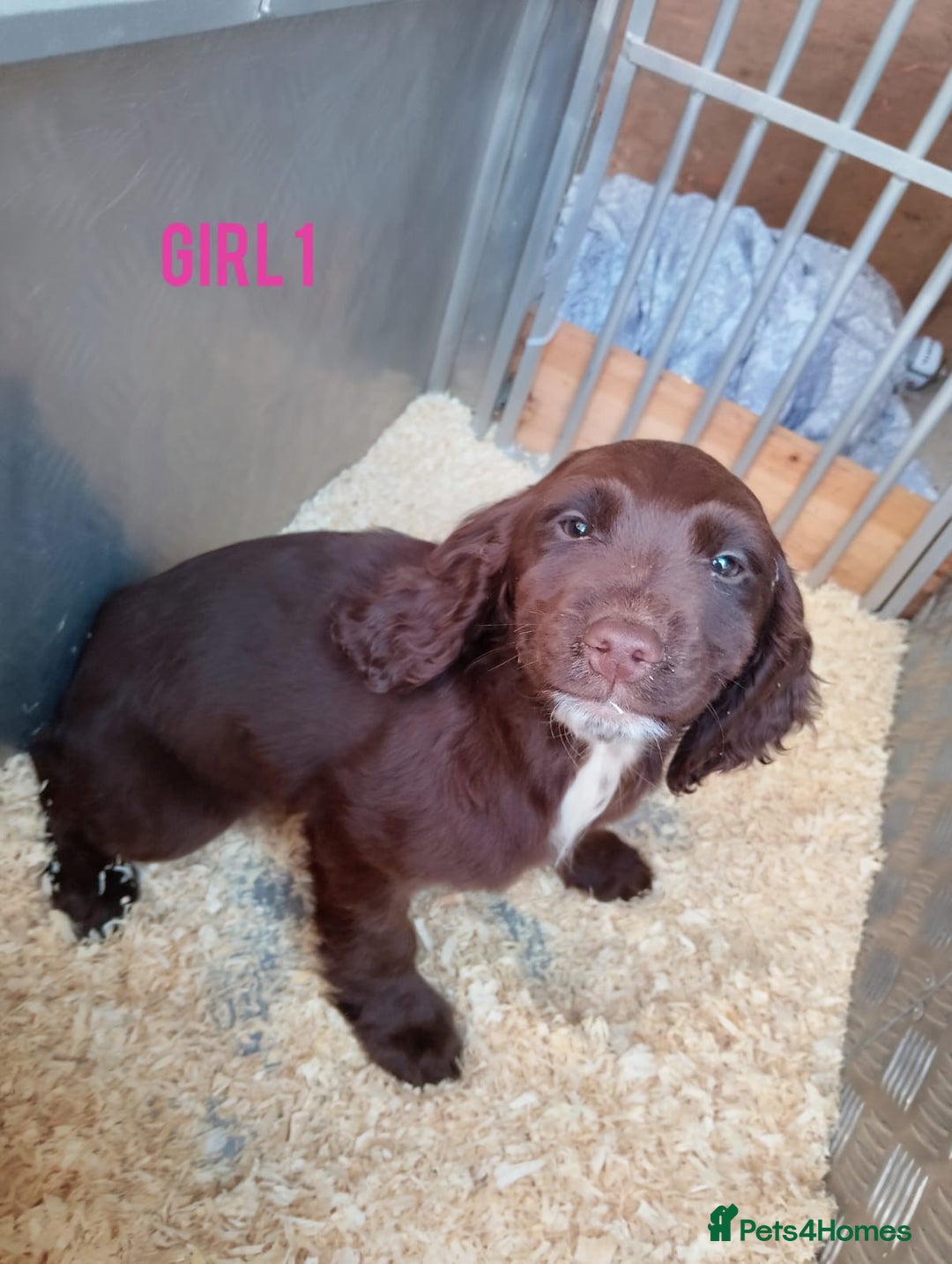 Cockapoo dogs for sale: Cockapoo puppys - Advert 3