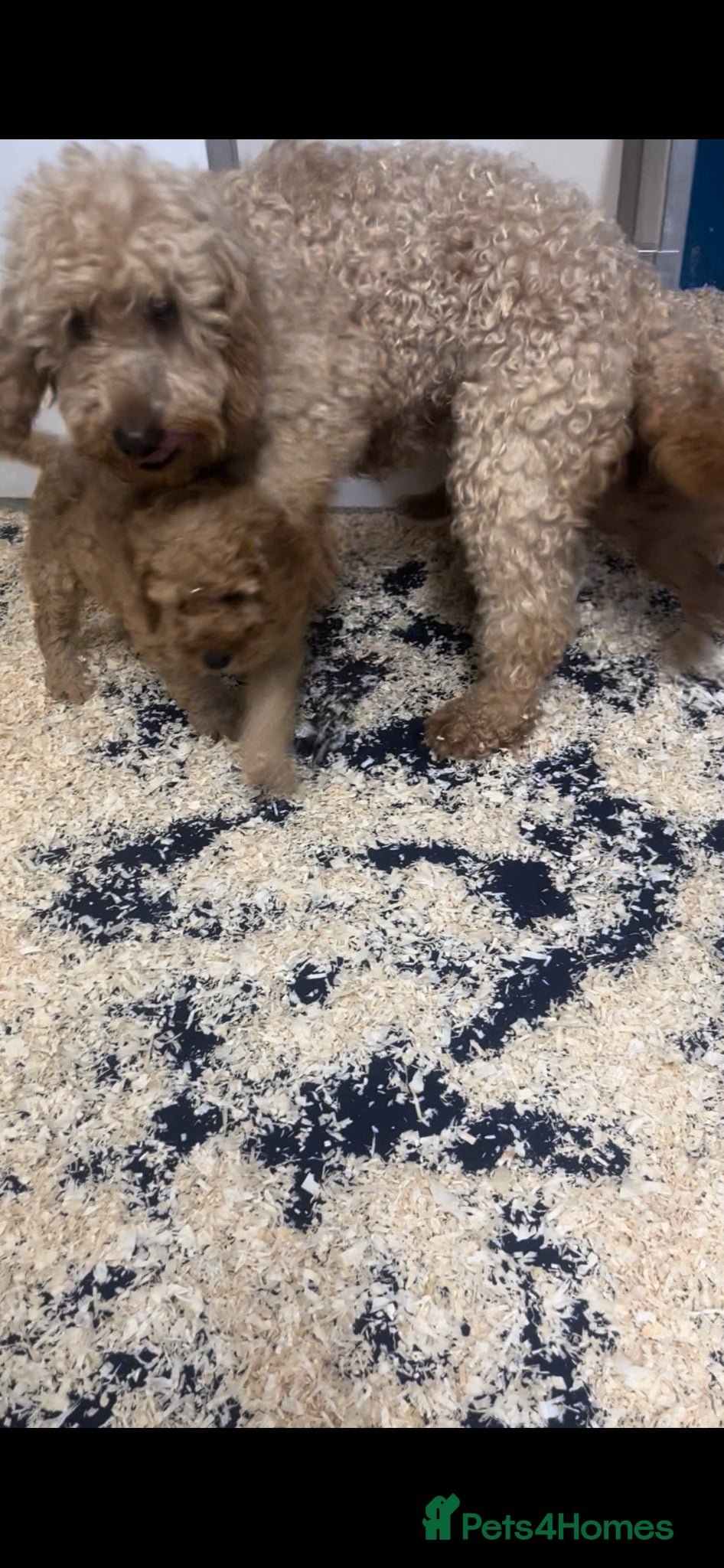 Cockapoo dogs Winston - Advert 9