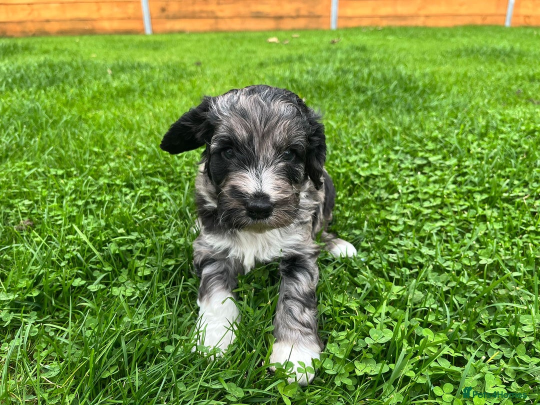 Cockapoo dogs for sale: Cockapoo Babies 🐾🐾🐾 - Image 11