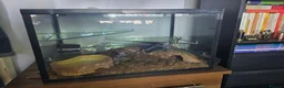 Snake reptiles for sale: Female African House Snake - Read Description in London - Advert 2