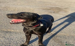 Mixed Breed dogs for sale: Dobermann x Lab for sale  - Image 4