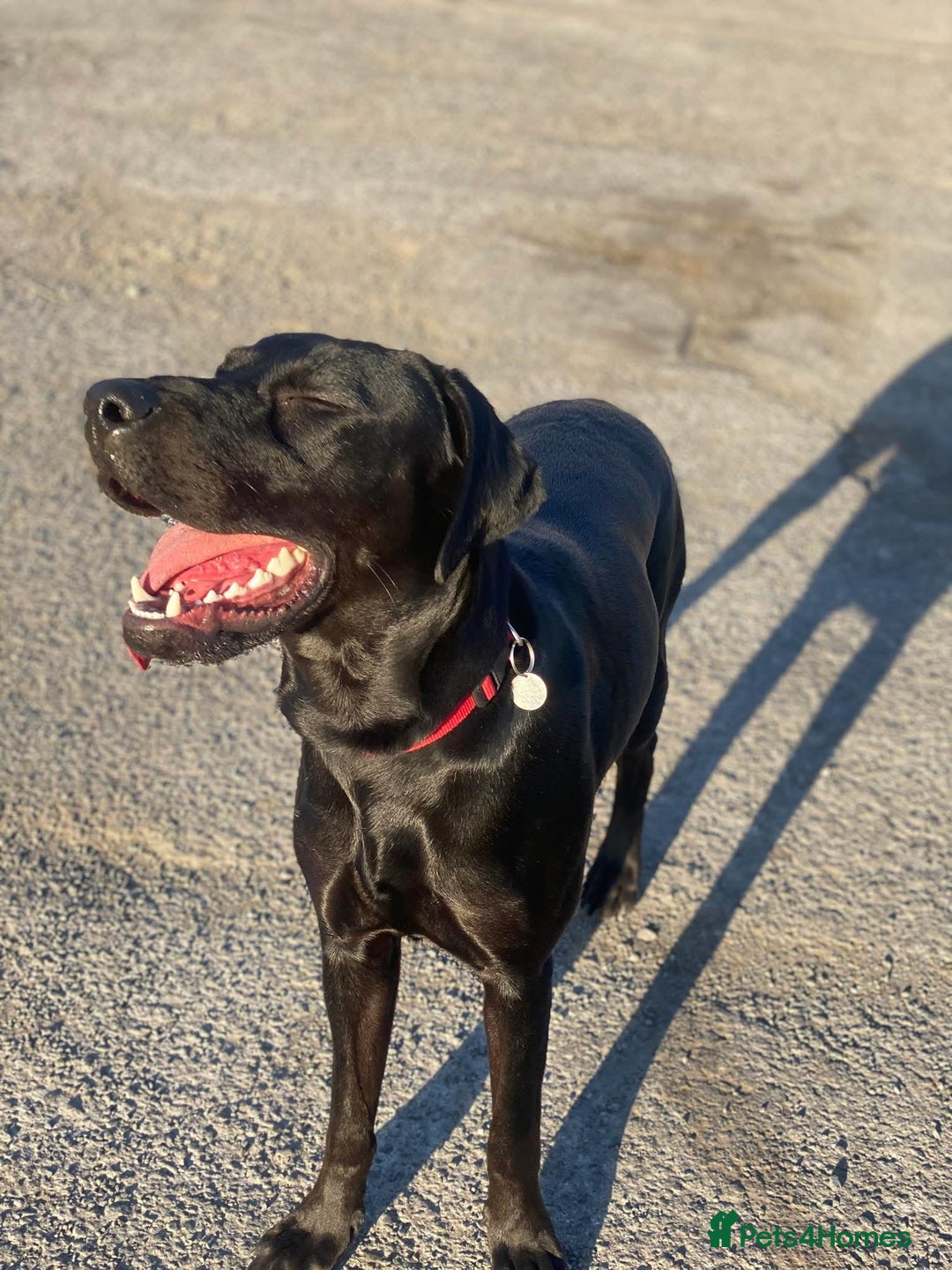 Mixed Breed dogs for sale: Dobermann x Lab for sale  - Image 4