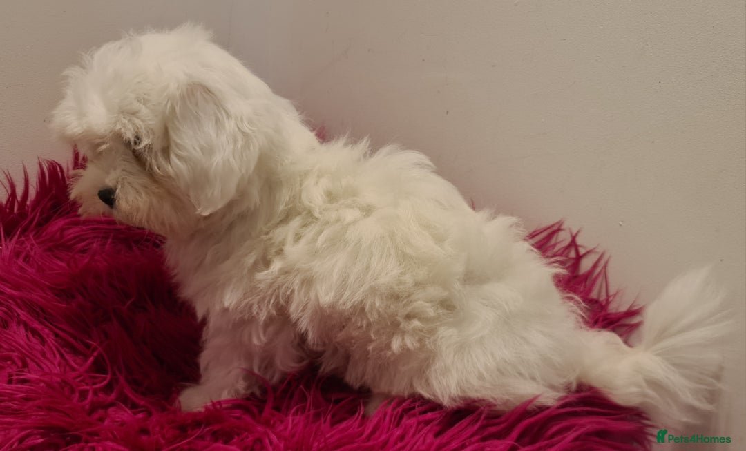 Maltipoo dogs for sale: Gorgeous pure white maltipoo girl  - Image 10