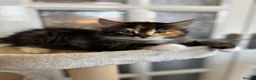 Mixed Breed cats for sale: Kittens for sale  in Whitstable - Advert 3