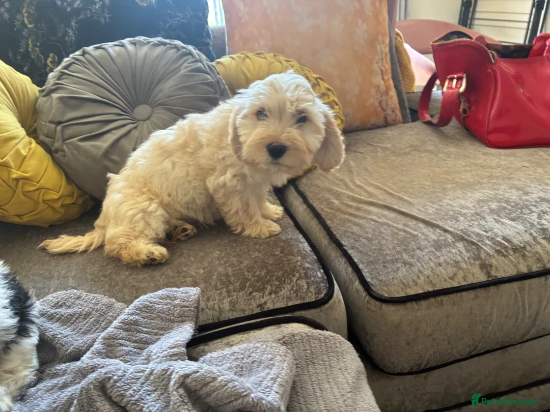 Mixed Breed dogs for sale: Puppies hair don’t fall out look like cocker poo  - Advert 1