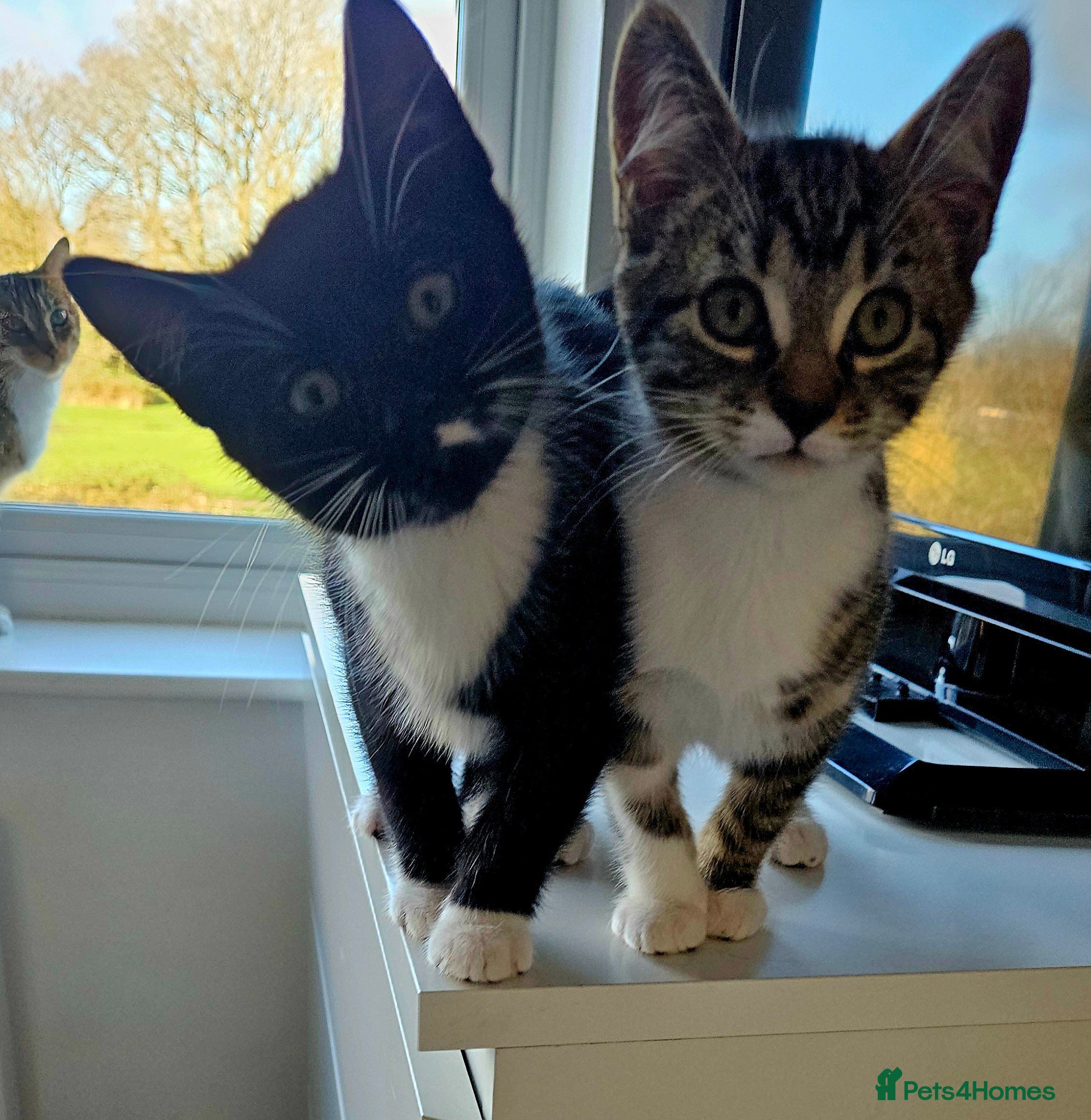 Mixed Breed cats Kittens 11 weeks old x3 - Advert 1