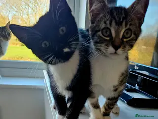 Mixed Breed cats Kittens 11 weeks old x3 - Advert 1