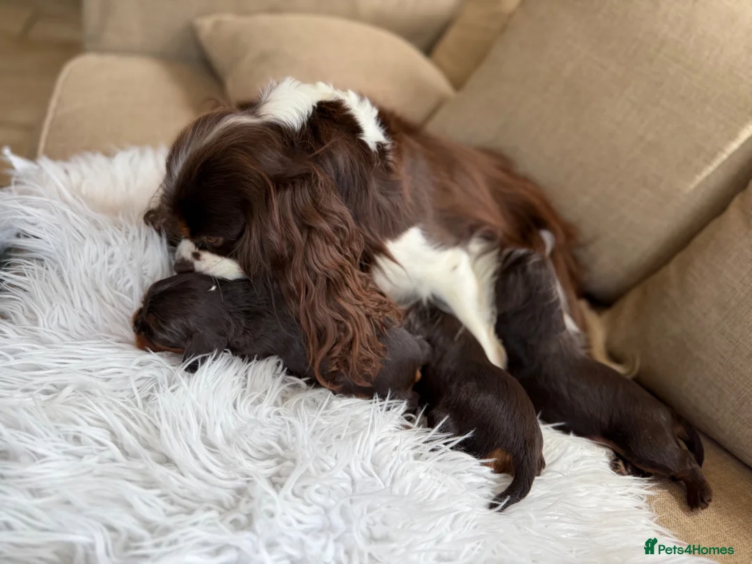Cavalier King Charles Spaniel dogs for sale: Chocolate and Tan Exst heKth texted puppies  - Advert 2