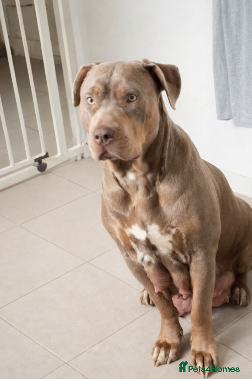 Mixed Breed dogs Puppies mix breed/american bulldog  - Advert 1