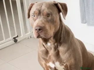 Mixed Breed dogs Puppies mix breed/american bulldog - Advert 2