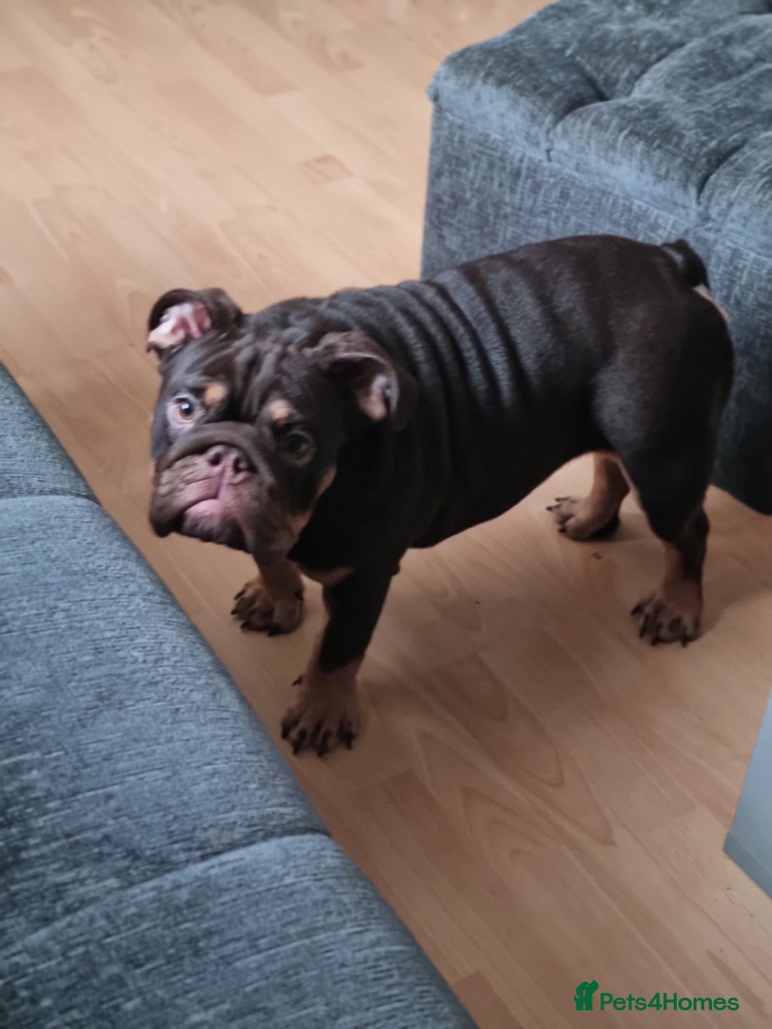 English Bulldog dogs for sale: English Bulldog Puppies  - Advert 3