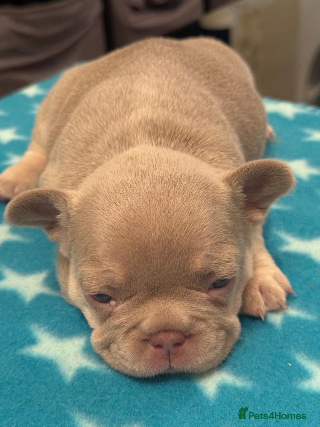 French Bulldog dogs for sale: Adorable French Bulldog Puppies for Sale 🐾 - Advert 19