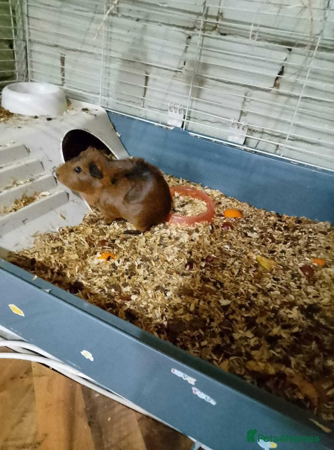 Guinea Pig rodents for sale: Pair of Female Guinea Pigs For Sale - Image 2