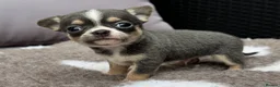 Chihuahua dogs for sale: 🐶Tiny exquisite RARE blue, Lilac & Chocolate Tri  - Advert 7