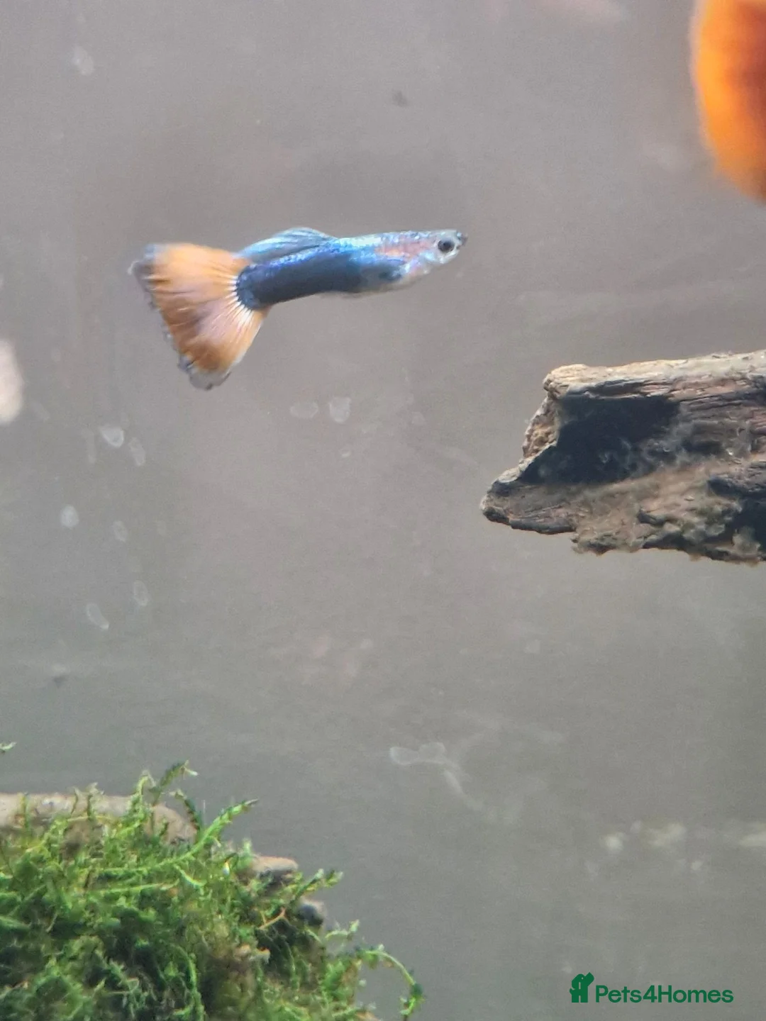 Live Bearers fish for sale: GUPPIES X4 in Basingstoke - Advert 2