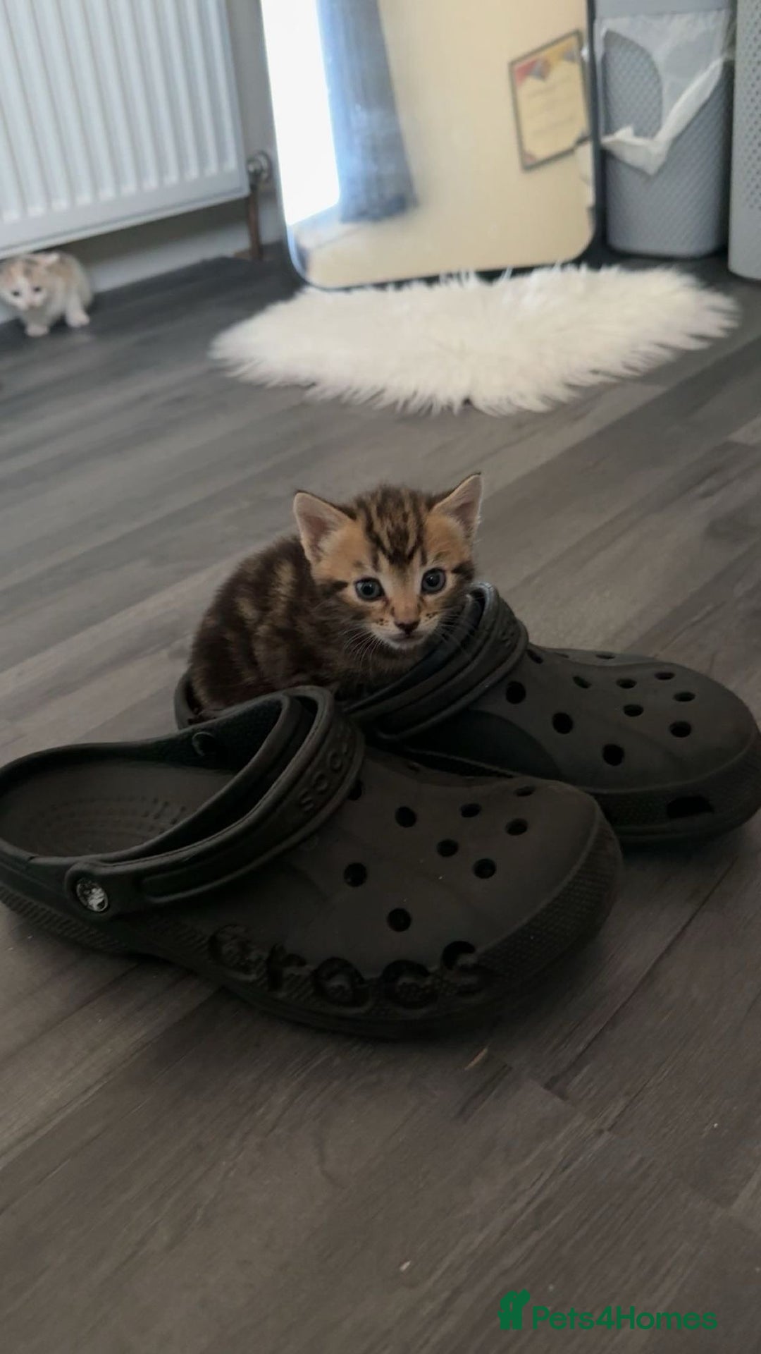 Mixed Breed cats for sale: Kittens for sale - Advert 10