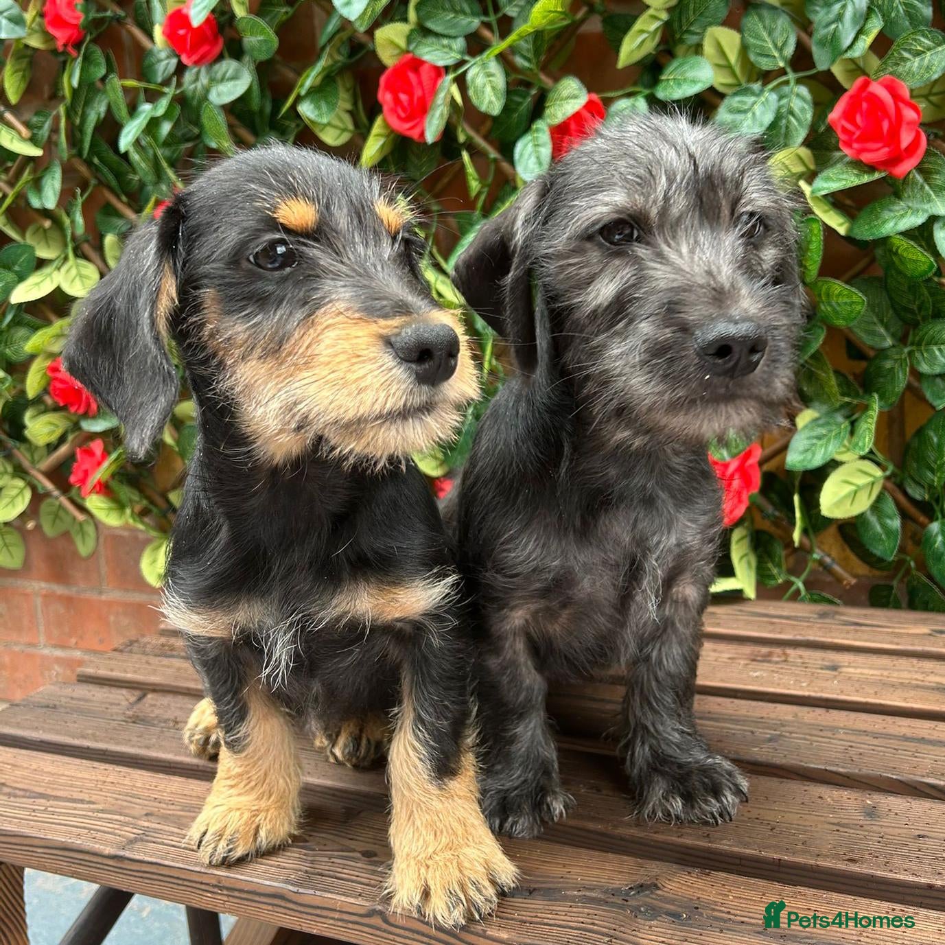 Mixed Breed dogs SCHNOXIE F1 PARENTS HEALTH TESTED  - Advert 1