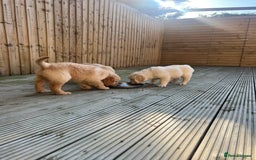 Golden Retriever dogs for sale: Teddy Bear Goldies - Image 35