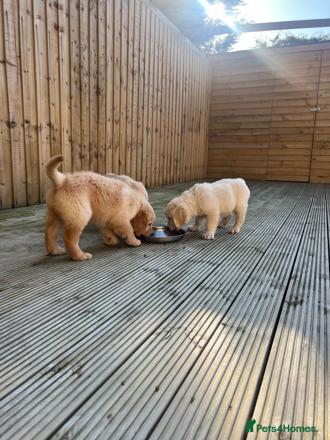 Golden Retriever dogs for sale: Teddy Bear Goldies - Image 35