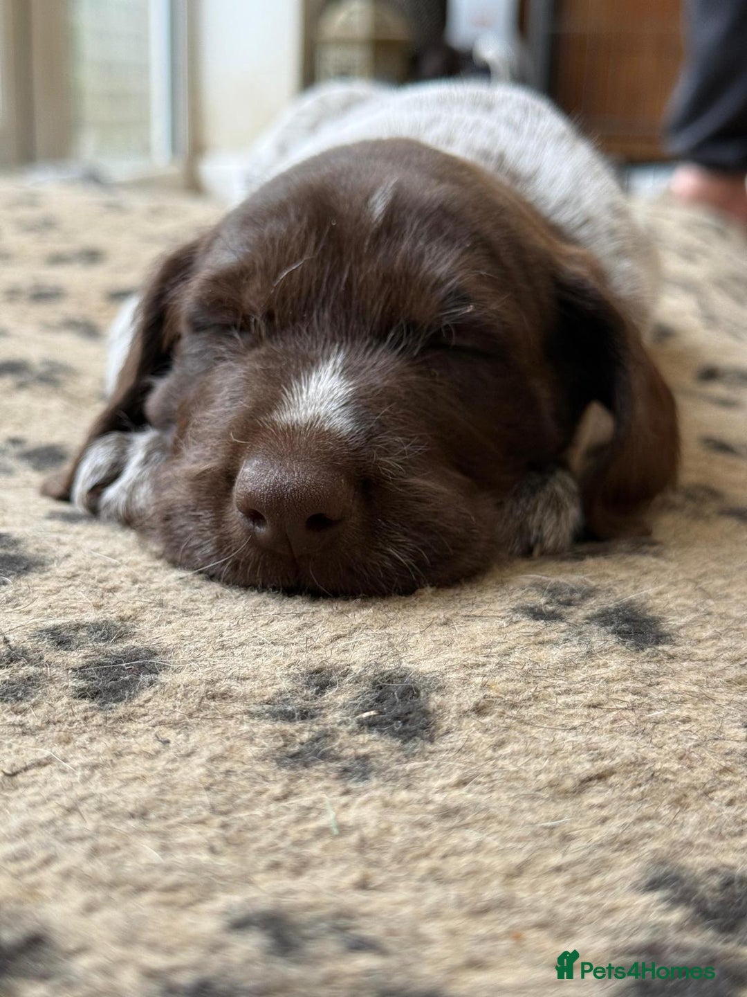 German Wirehaired Pointer dogs for sale: Beautiful GWP Pups For Sale Bred For Their Nature - Image 4