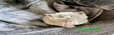 British Shorthair Kitten purple