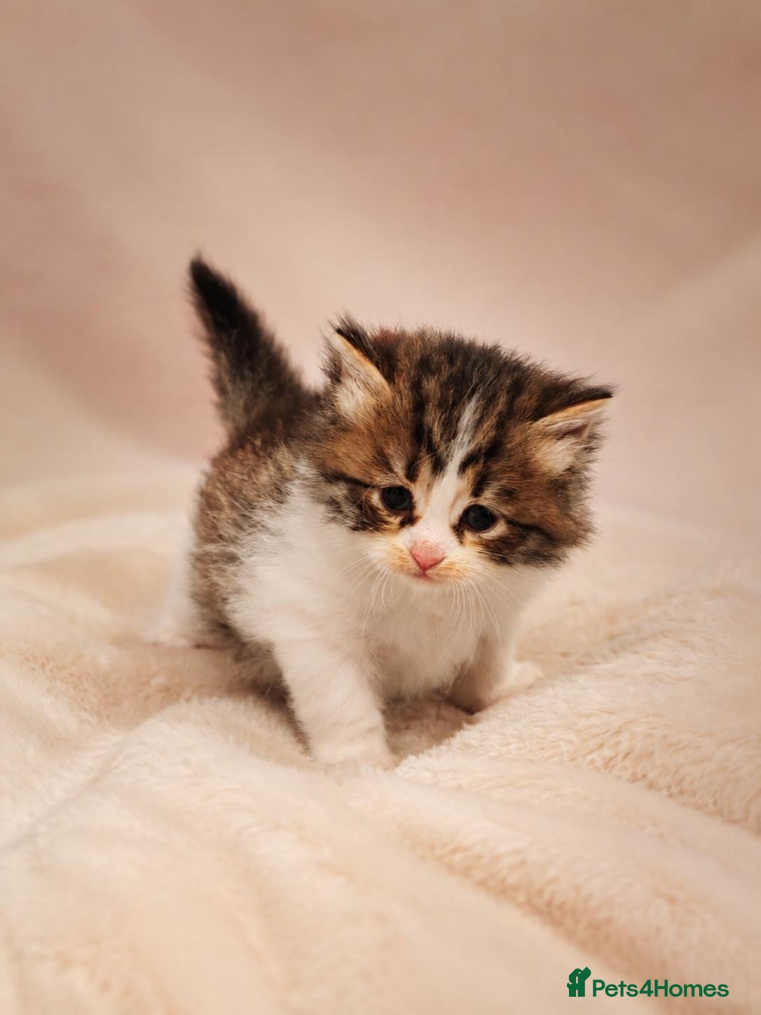 Siberian cats TICA Registered Pedigree Siberian kittens - Advert 1