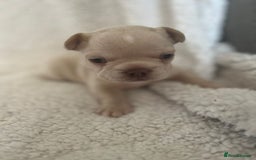 French Bulldog dogs for sale: 7 Stunning Babies ❤️💙 - Image 7