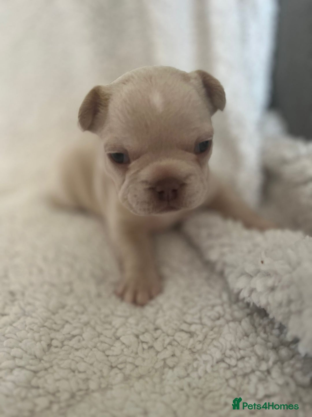 French Bulldog dogs for sale: 7 Stunning Babies ❤️💙 - Image 7