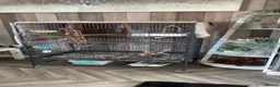 Conures birds for sale: Concure parrot  in Wrexham - Advert 4