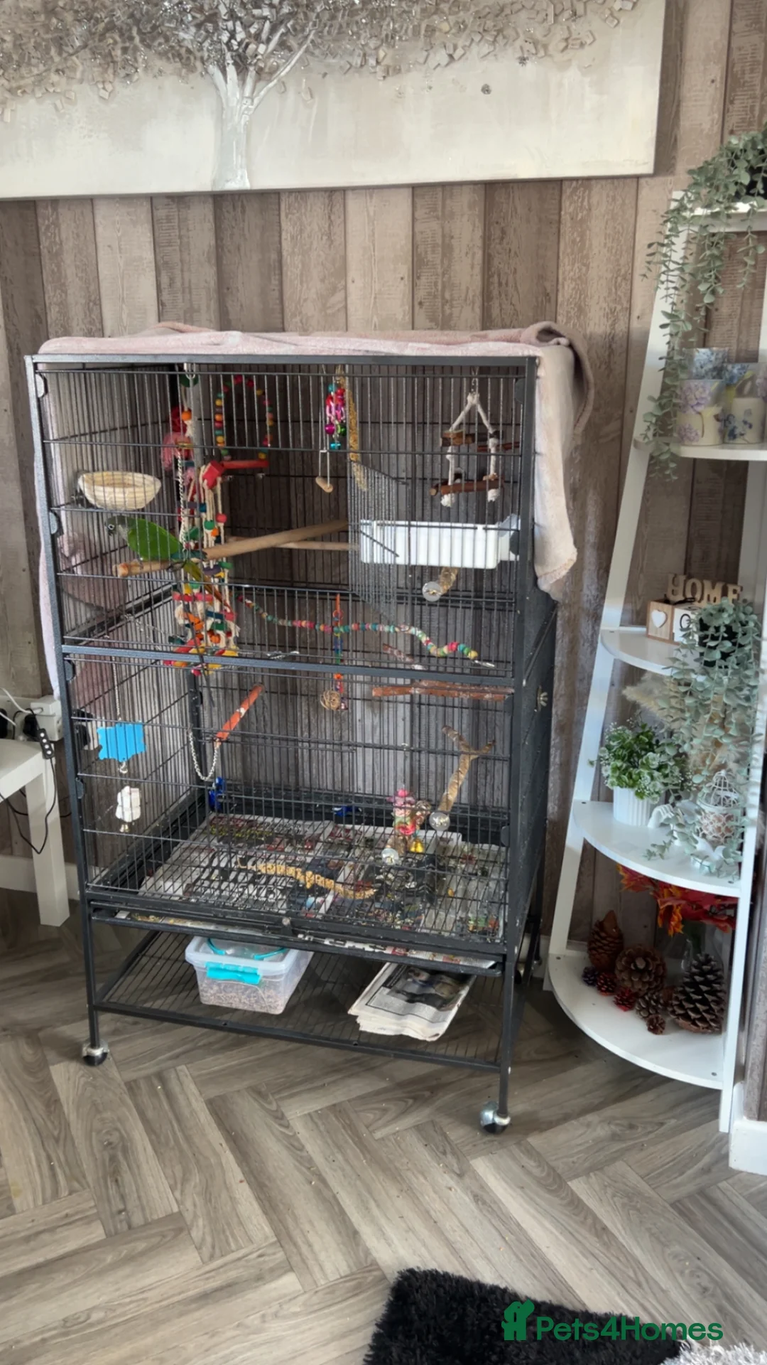 Conures birds for sale: Concure parrot  in Wrexham - Advert 4
