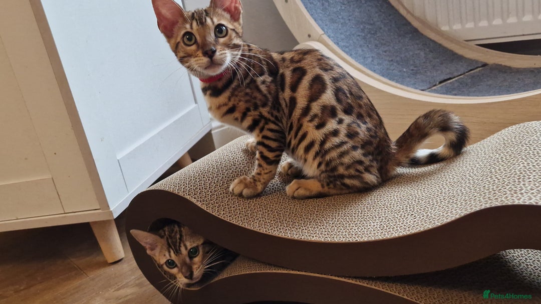 Bengal cats for sale: Last one😍Pure Bengal kittens❤️Ready to go😍 - Image 14
