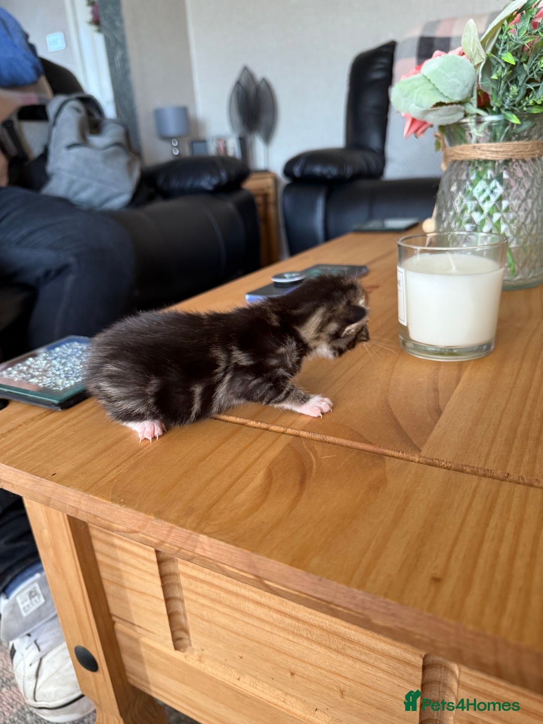 Mixed Breed cats for sale: Mixed breed tabby kittens  - Image 2