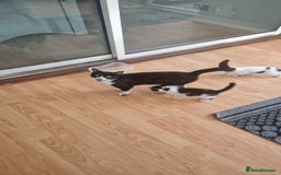 Mixed Breed cats for sale: Kittens ×5 - Image 7