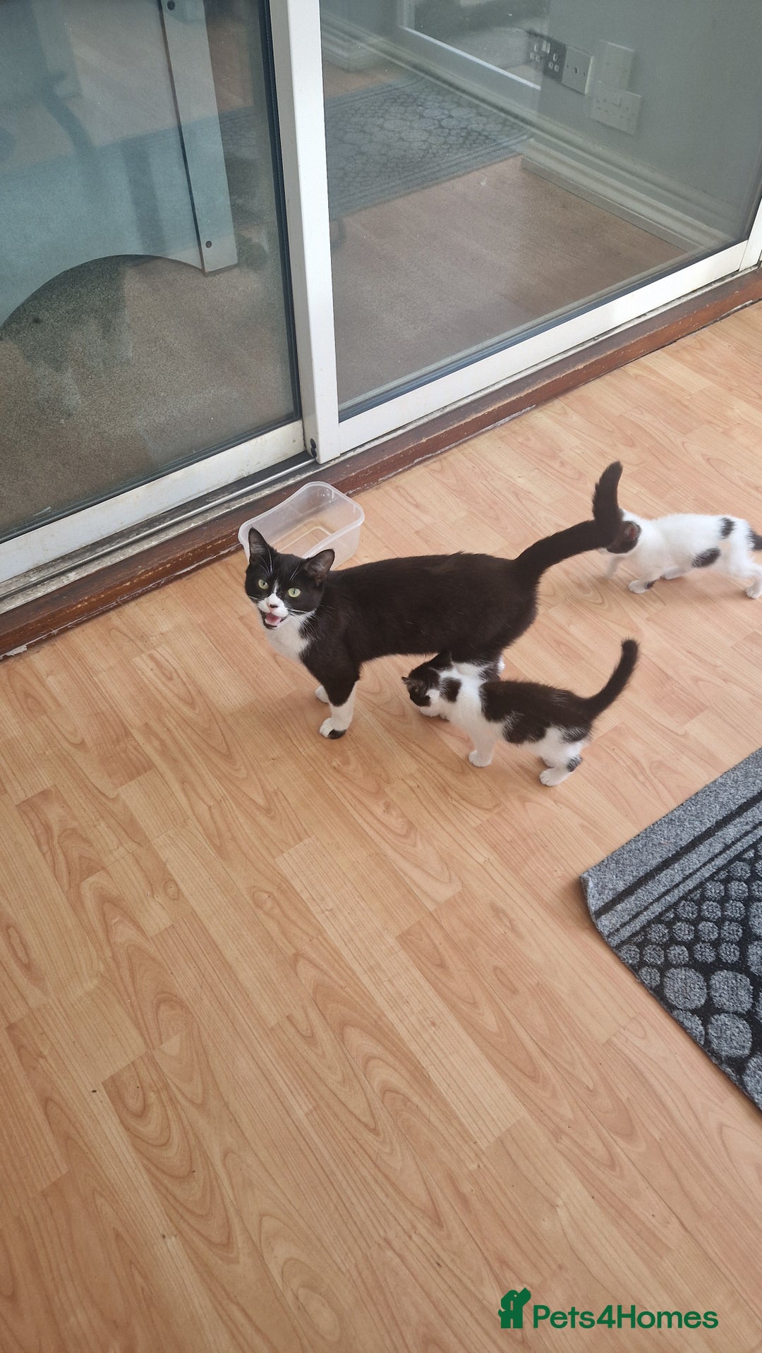 Mixed Breed cats for sale: Kittens ×5 - Image 7