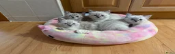 Ragdoll cats for sale: Beautiful Ragdoll x Bengal kittens - Advert 22