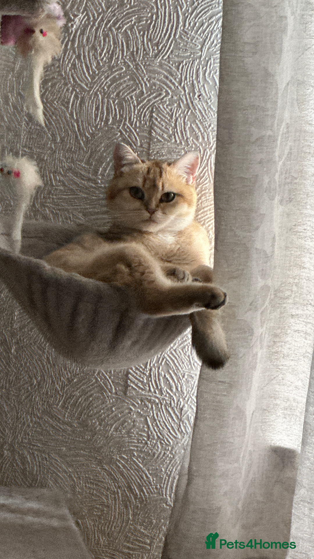 British Shorthair cats for sale: Pure breed golden/sliver bsh - Advert 6