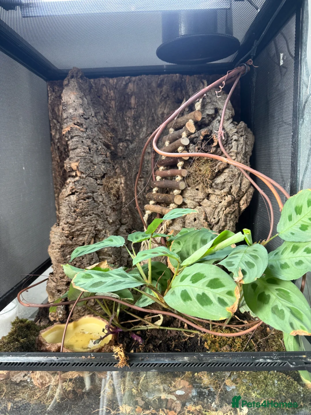 Frog reptiles for sale: Red Eye Tree Frog & Bio Active Enclosure in Bacup - Advert 3