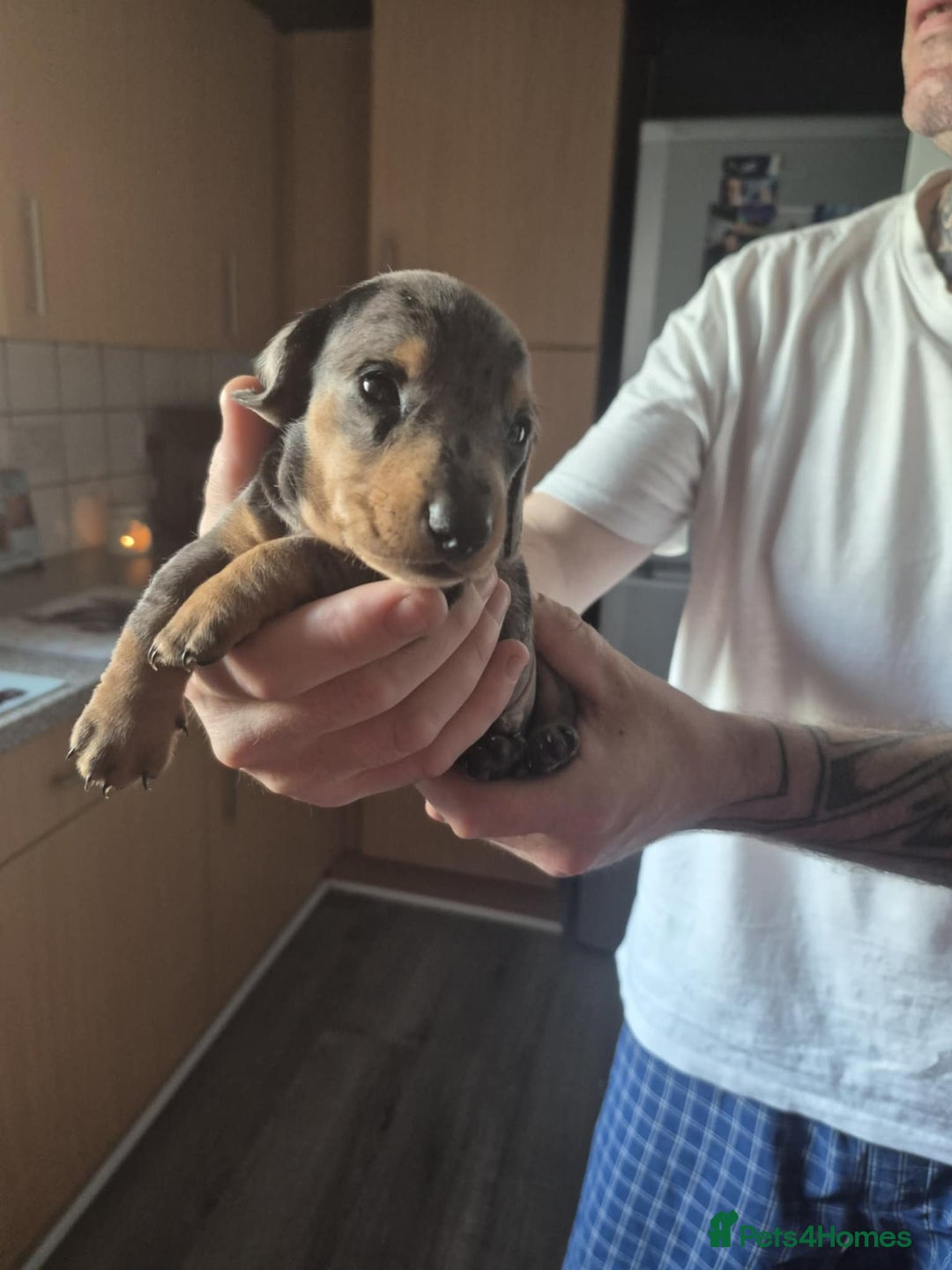Dachshund dogs for sale: Dachshund puppies  - Image 9