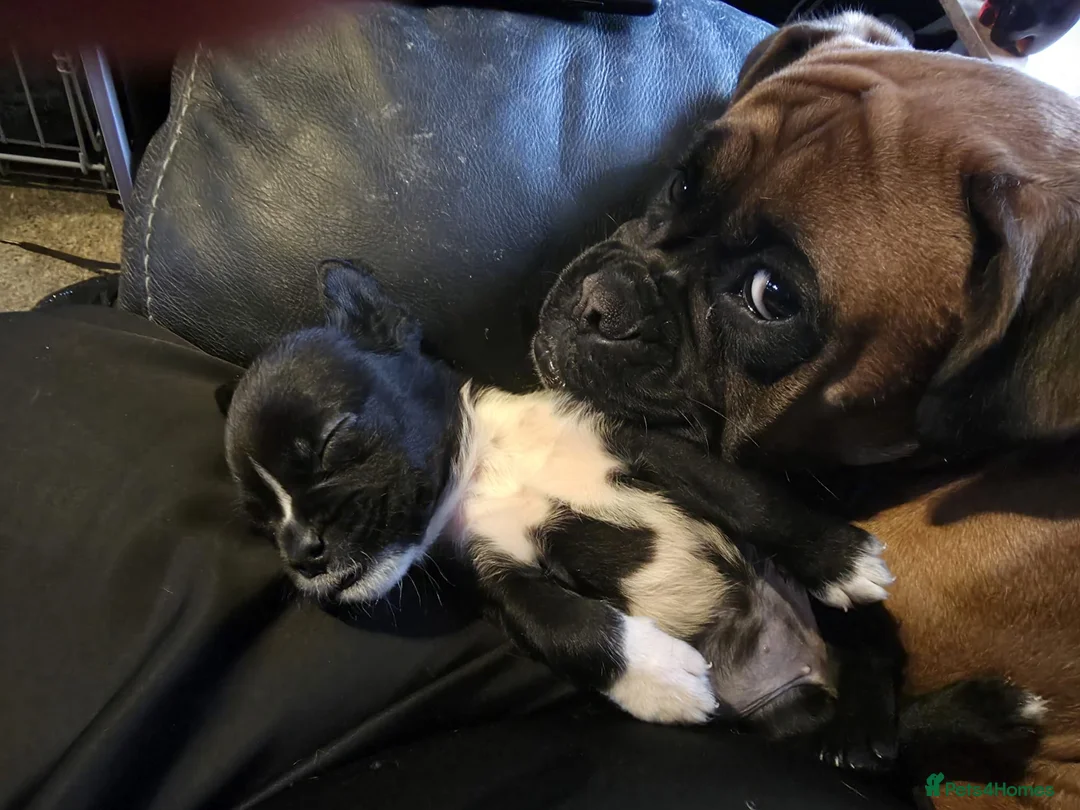 Mixed Breed dogs for sale: Two beautiful labox puppies in Queenborough - Advert 11