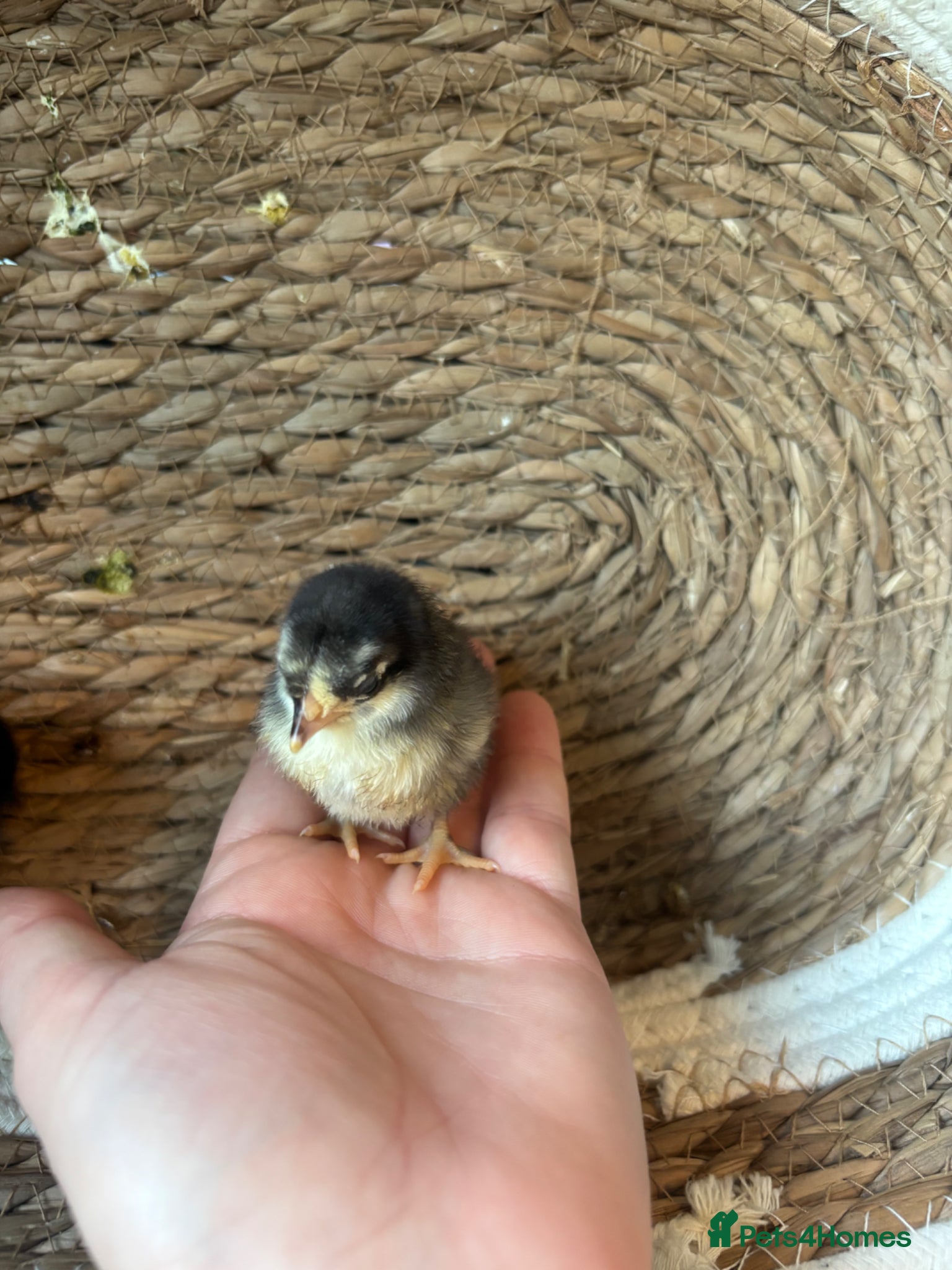 Chickens poultry Serama (smallest breed of chicken in the world) - Advert 1