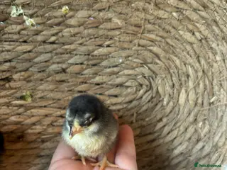 Chickens poultry Serama (smallest breed of chicken in the world) - Advert 1