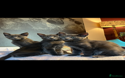 Oriental cats for sale: 5 STUNNING RAGAMESE KITTENS - Image 21