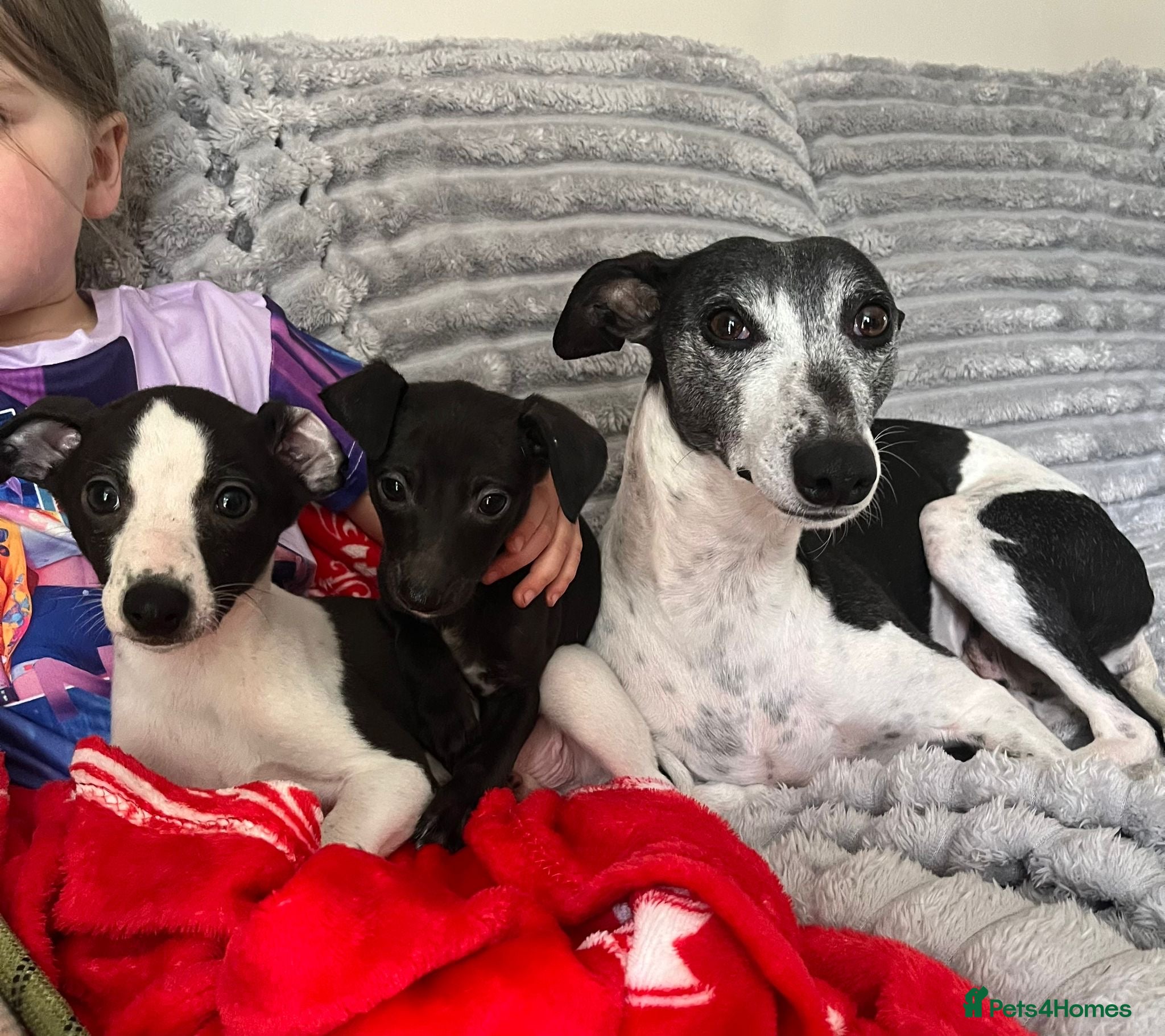 Whippet dogs   Ready now 2 boys black and white 1 girl black  - Advert 15