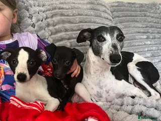 Whippet dogs Ready now 2 boys black and white 1 girl black - Advert 15