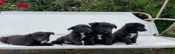 Mixed Breed dogs for sale: Adorable Litter of 9 Border collies - Advert 4