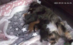 Maine Coon cats for sale: Maine coon kittens - Image 3