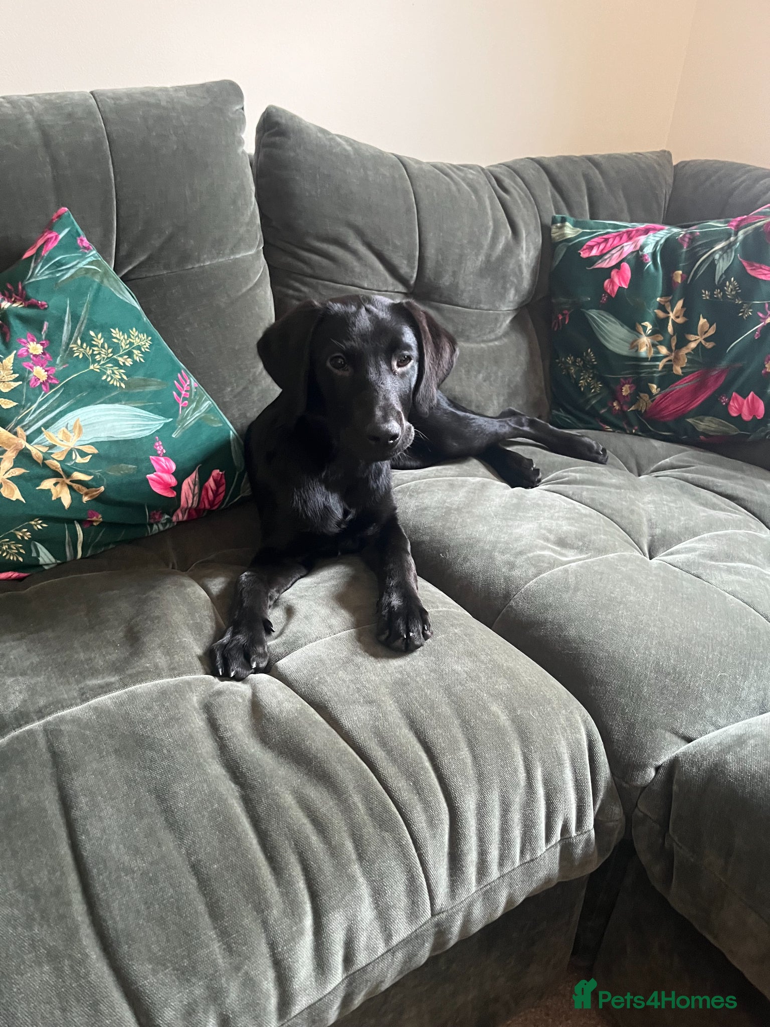 Labrador Retriever dogs Black female working labrador - Advert 1