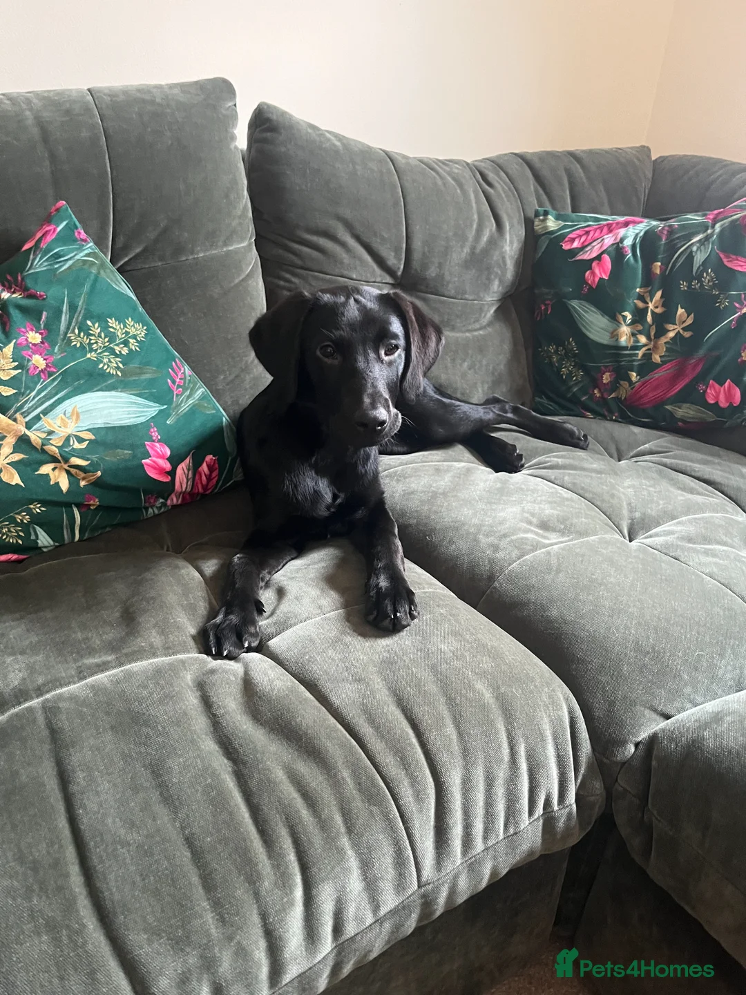 Labrador Retriever dogs for sale: Black female working labrador in Didcot - Advert 1